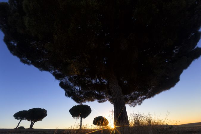 Silhouette of trees in sunset valley