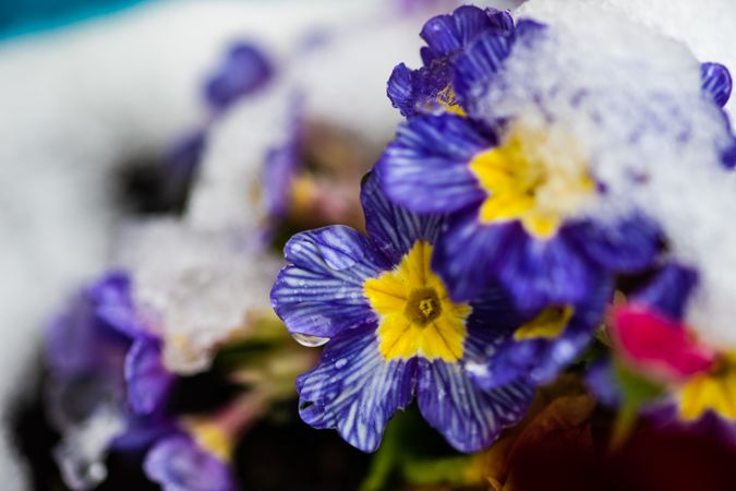 Blue primrose flowers with melting snow
