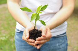 Female hands hold plant growing seedling against greenery background, space for text. Environmental protection