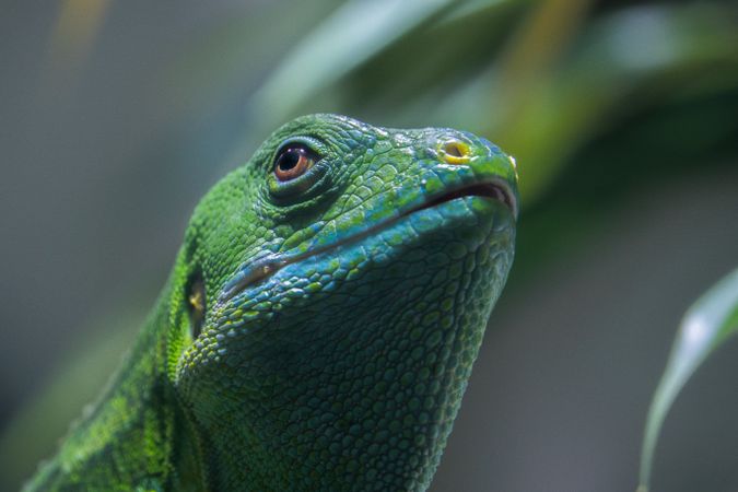 Green lizard in close up