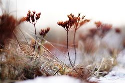 Orange flowers on meadow in winter