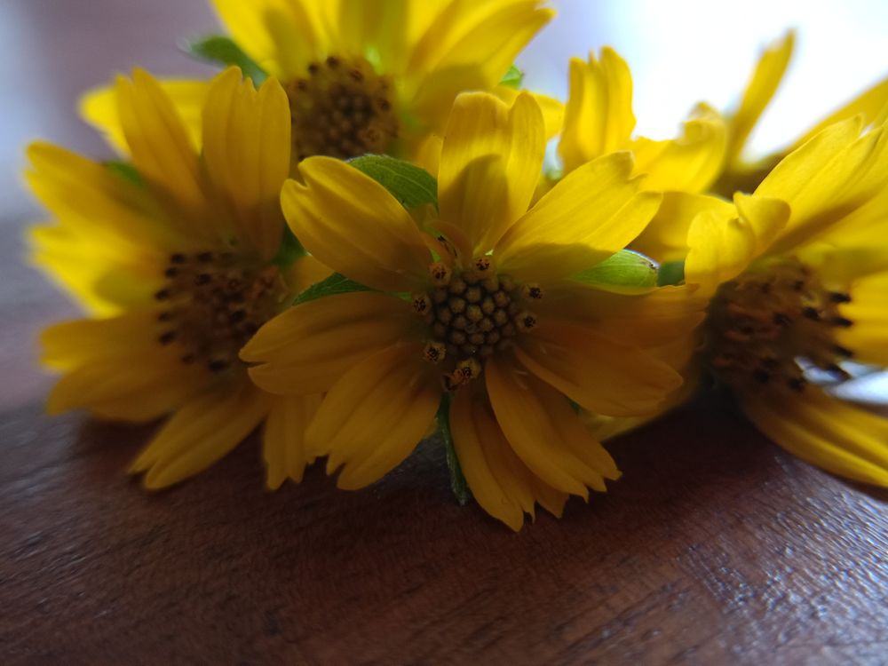 small sunflower background on the table