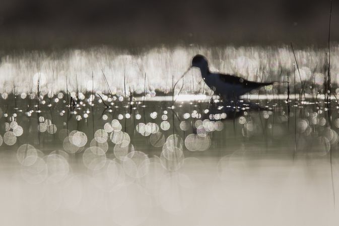 Wild bird walking on water