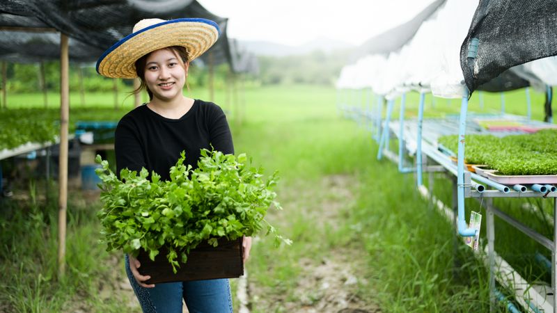 Asian young woman farmer holds a wooden crate filled with vegetables from an organic garden.
