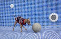 Italian greyhound dog playing in the pool with a ball