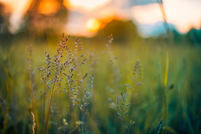 Close up of long grass in a field at spring time