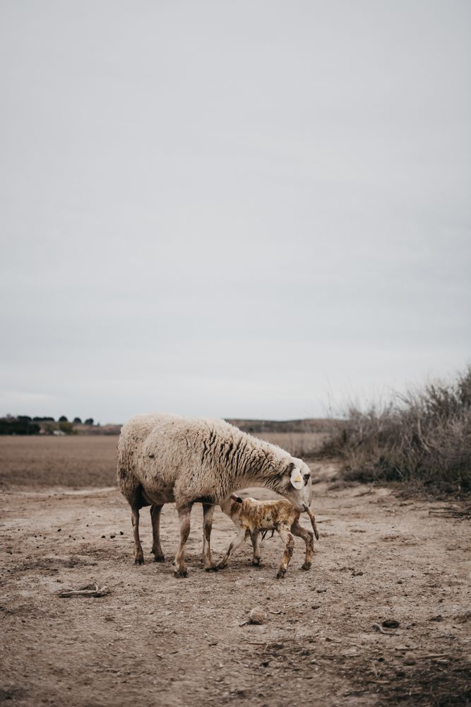 Sheep grazing in the mountain