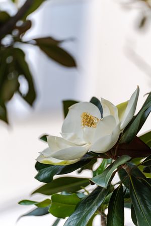 Beautiful magnolia blooming in the park