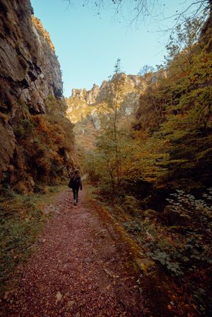 back view of woman walking on a road in nature