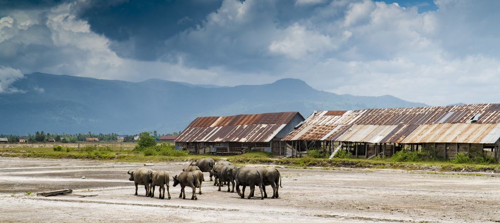 Bulls on remote farm terrain