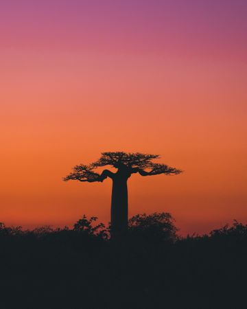 Wonderful sunset among giant baobabs