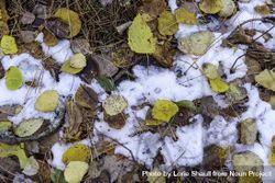 Leaves and a patch of snow in Lost 40 Scientific and Natural Area in Itasca County, Minnesota 42ZEd4
