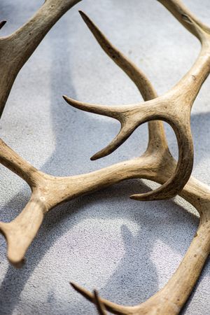 Deer antlers on concrete background