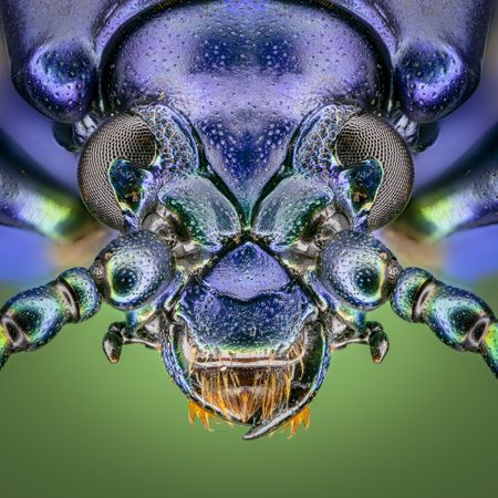Close-up photography of purple insect illustration
