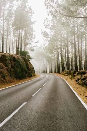 Asphalt road in foggy forest