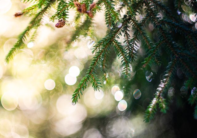 Winter pine branch