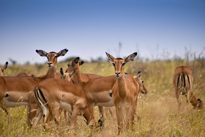 Herd of impalas on grass field