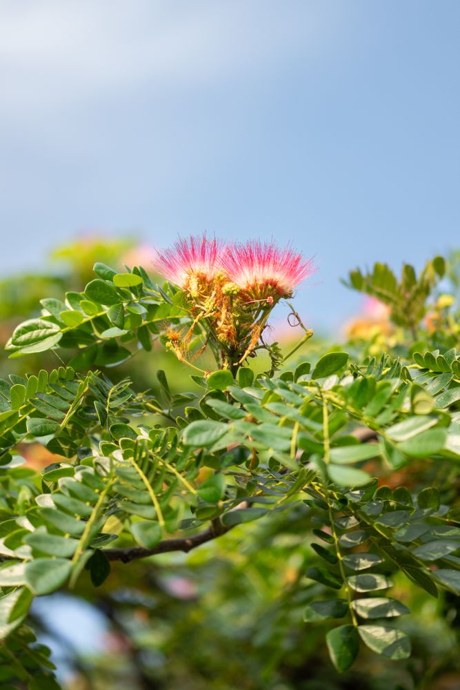 Albizia julibrissin flower, also known as Persian silk tree