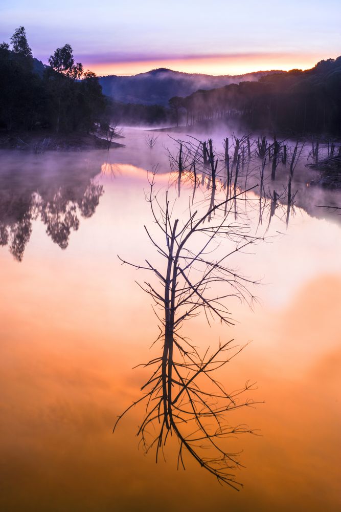 Beautiful mysterious river with trees in mist