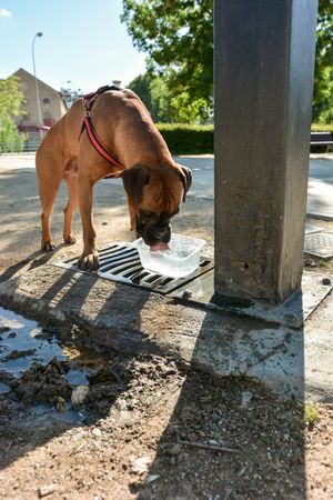 Boxer dog thirsty is drinking water.