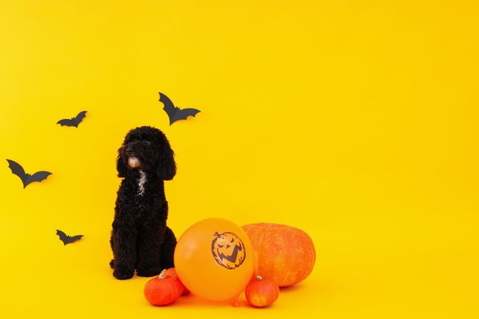 Concept of Halloween, dog and accessories on yellow background