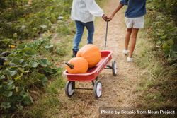 Cropped image of girl and a boy with trolley collecting pumpkins from the field 0yM7R0