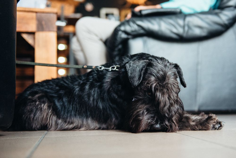 Spanish water dog on leash near leather sofa