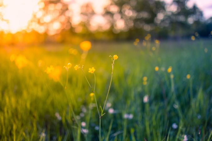 Yellow flowers at sunset, selective focus