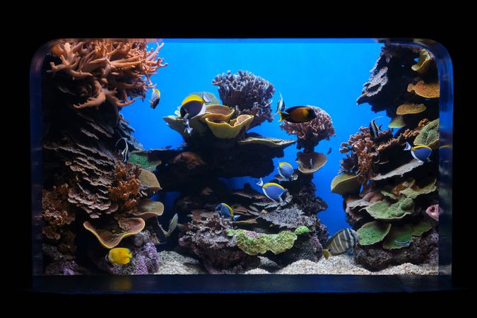 Exotic fish and corals in aquarium