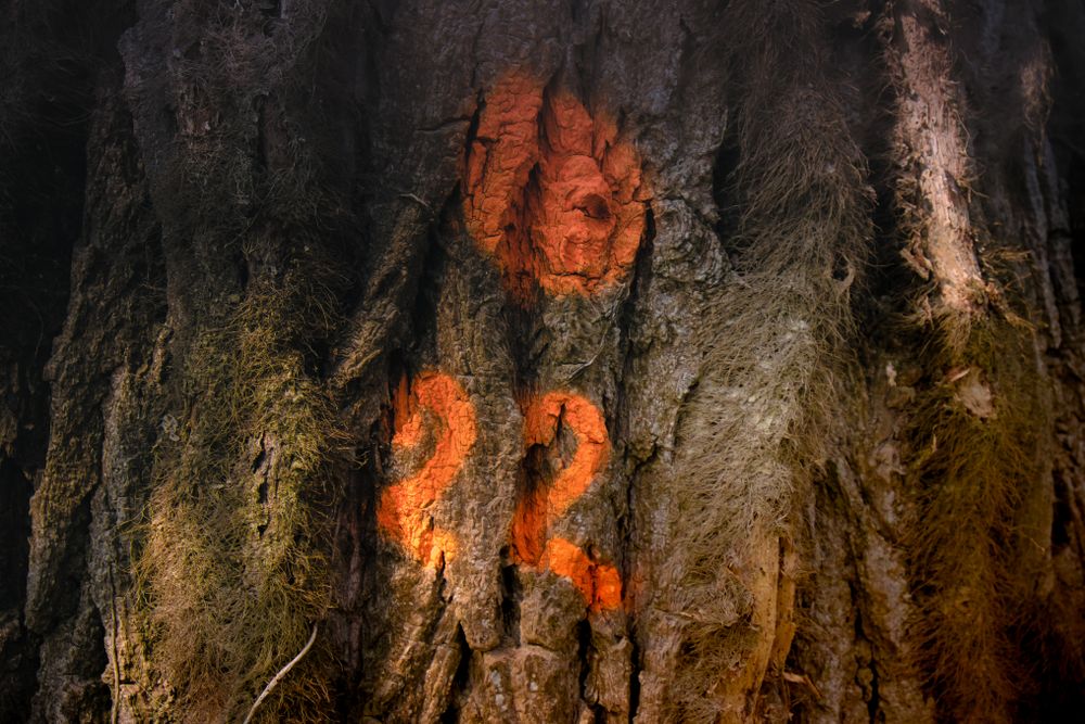 22 spray painted on a tree