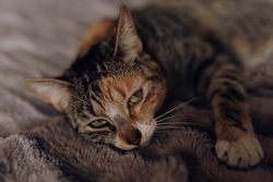 Cat lying on comfortable bed