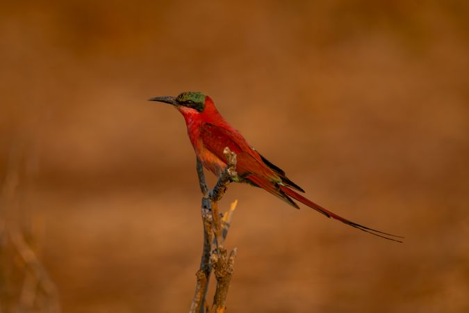 Southern carmine bee-eater on twig in profile
