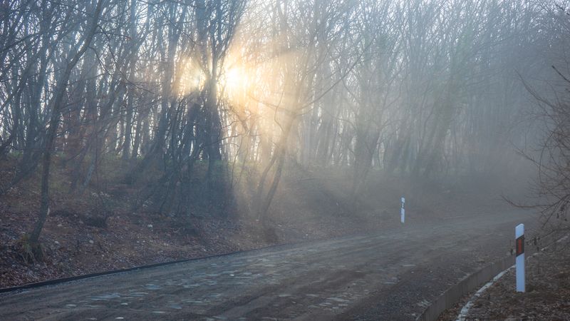 Sun peaking through misty fall  forest