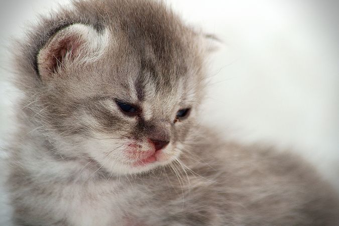 Gray kitten in close up