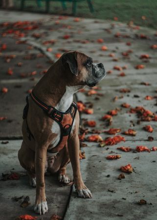 Domestic dog sitting in street