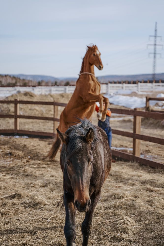 Worker caring for brown horse in open yard