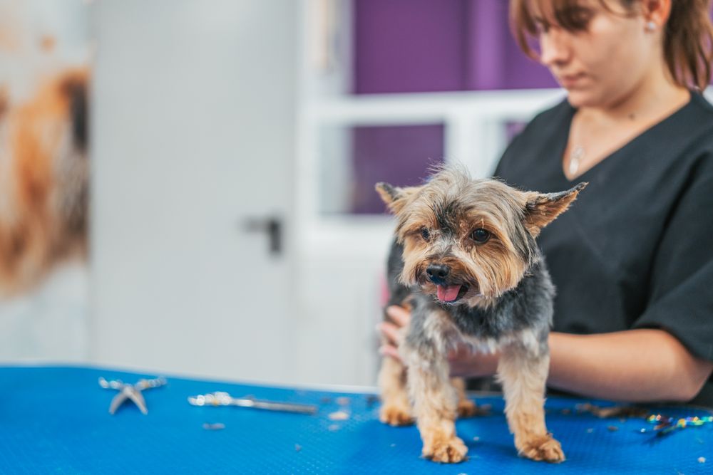 Crop groomer cutting fur of small dog