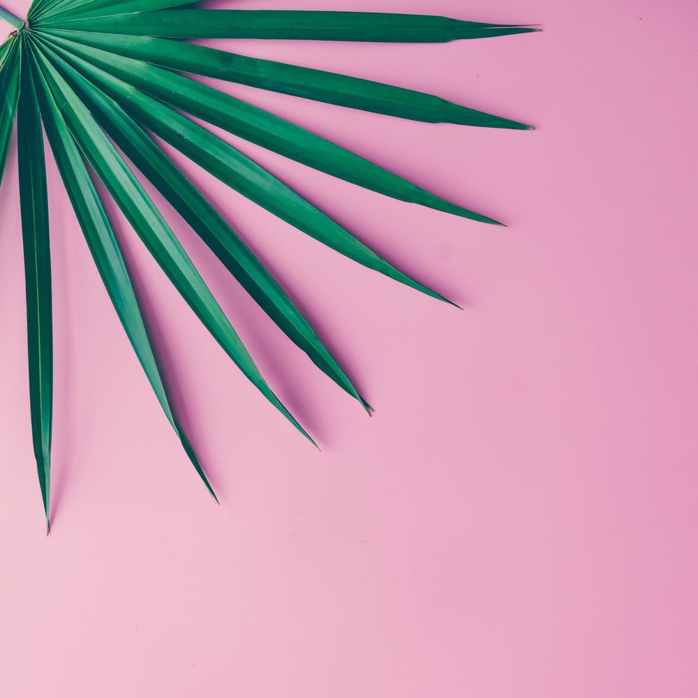 Tropical leaf on pink background