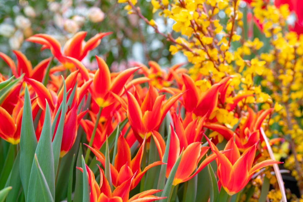 Red and yellow tulip flowers