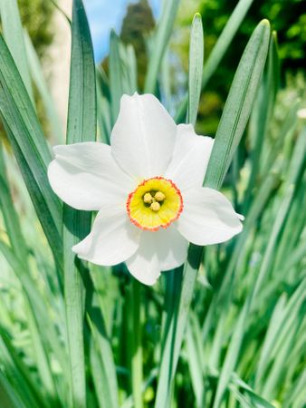 daffodil in a garden
