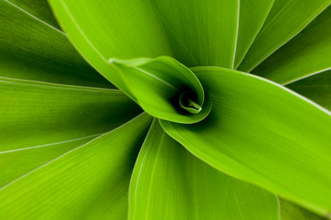 Green Leaf Background With Pattern