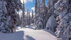 Fir trees in snow in sunny day