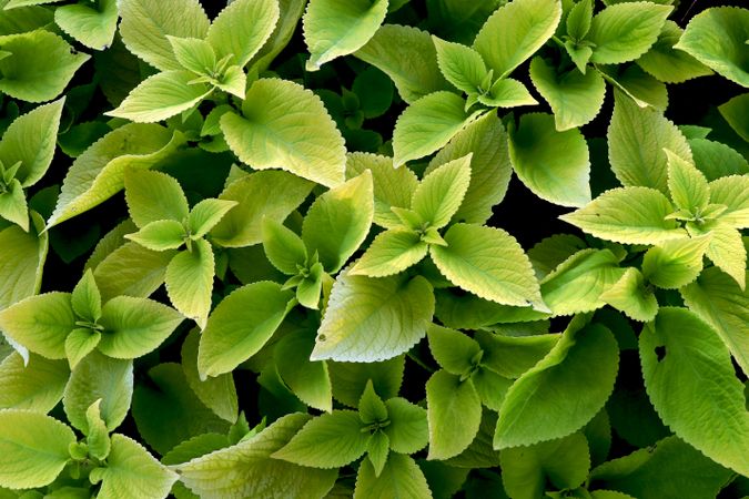 Plant with green leaves.