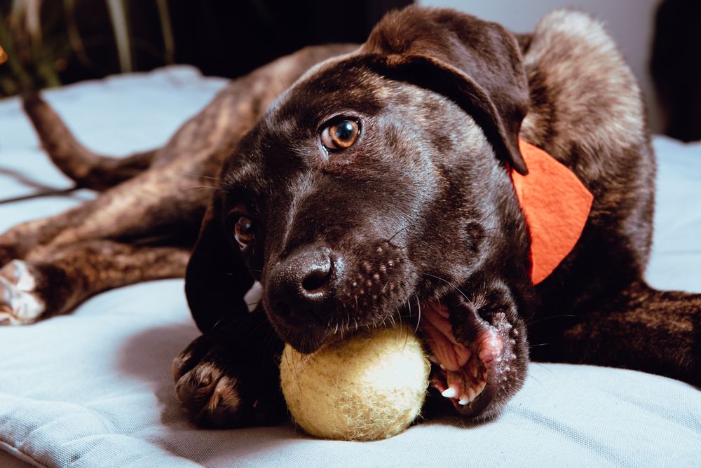 Charming playful dog with ball