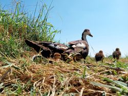 Close-up of ducks on field against clear sky
