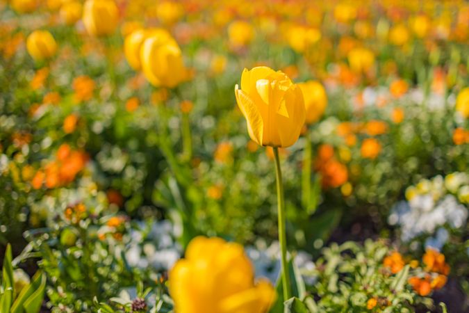 Yellow tulips growing in a field