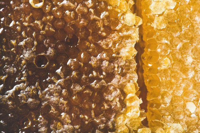Close up, horizontal composition of dark to light shaded honeycomb