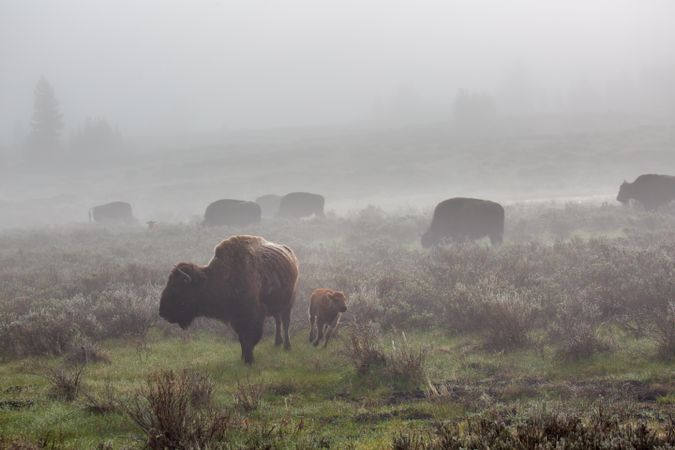 Foggy field of bison
