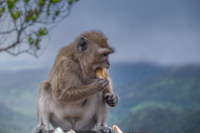 Macaque monkey eating waffle cone outside