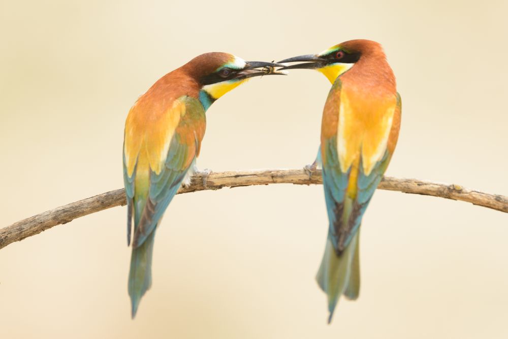 Birds standing on tree branch